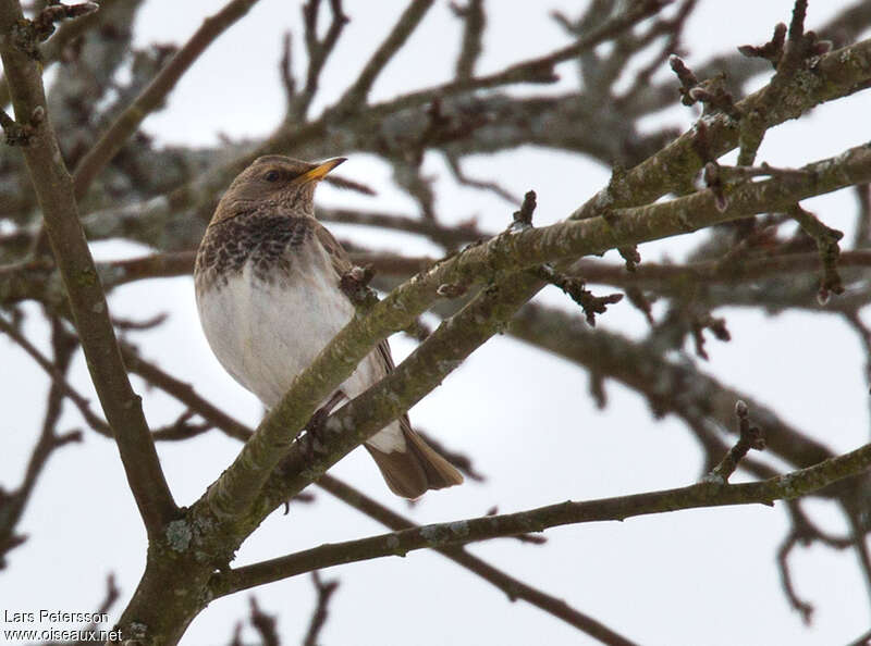 Black-throated ThrushSecond year, pigmentation