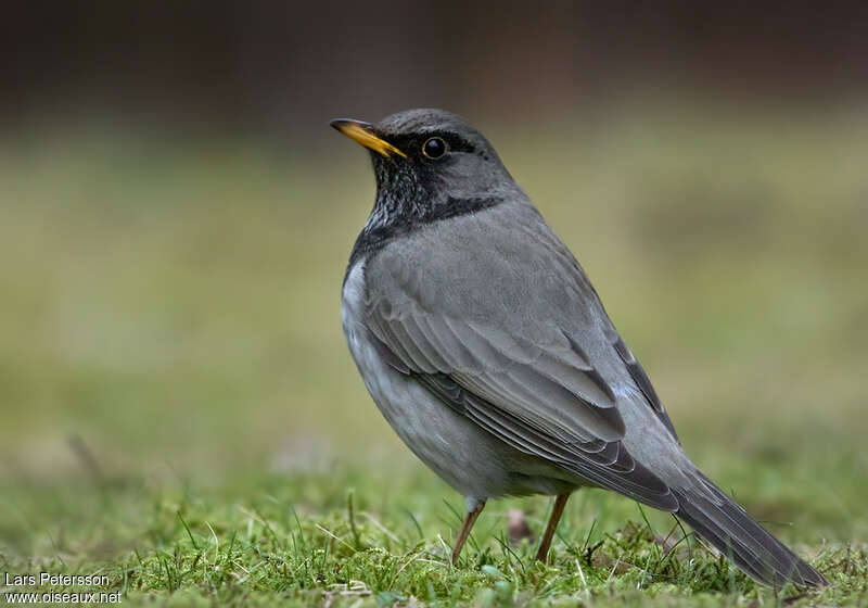 Black-throated Thrush male adult, pigmentation, fishing/hunting