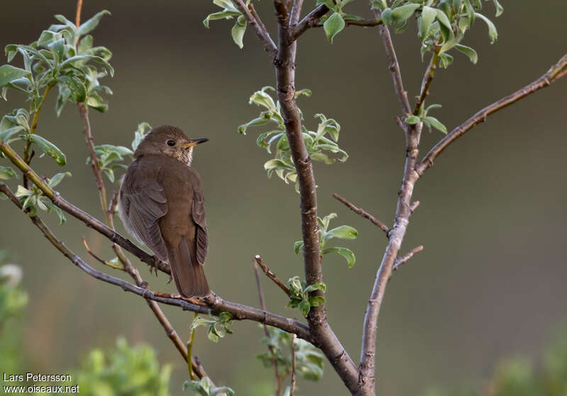 Grey-cheeked Thrushadult, habitat, pigmentation