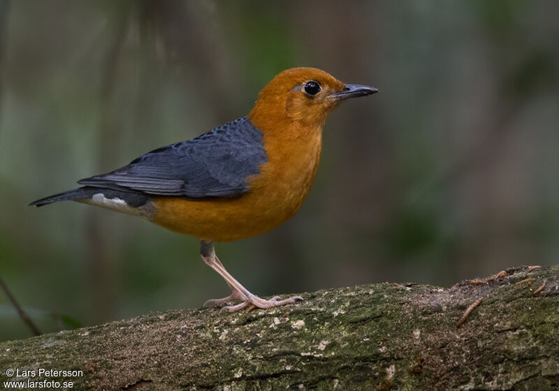 Grive à tête orange