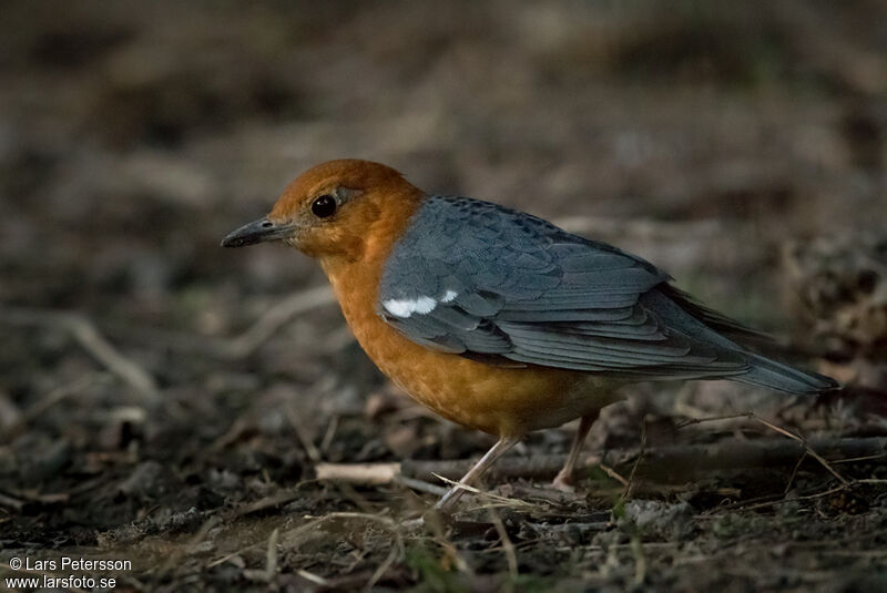 Grive à tête orange