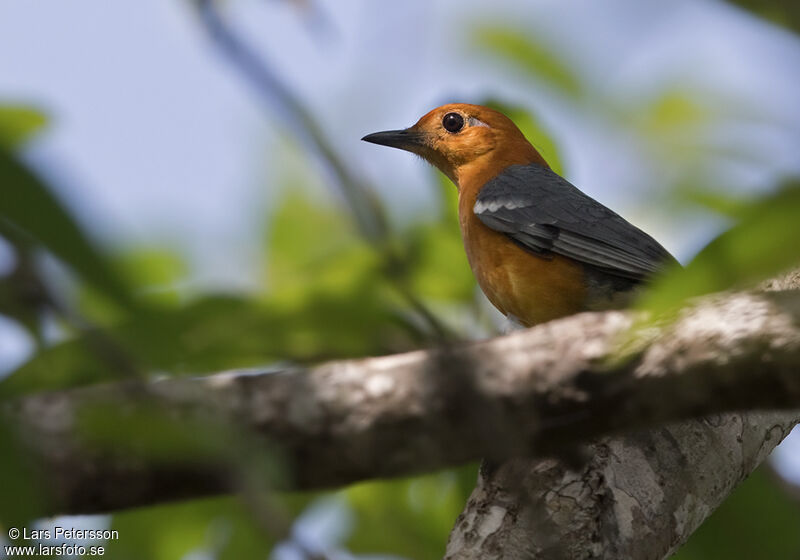 Orange-headed Thrush