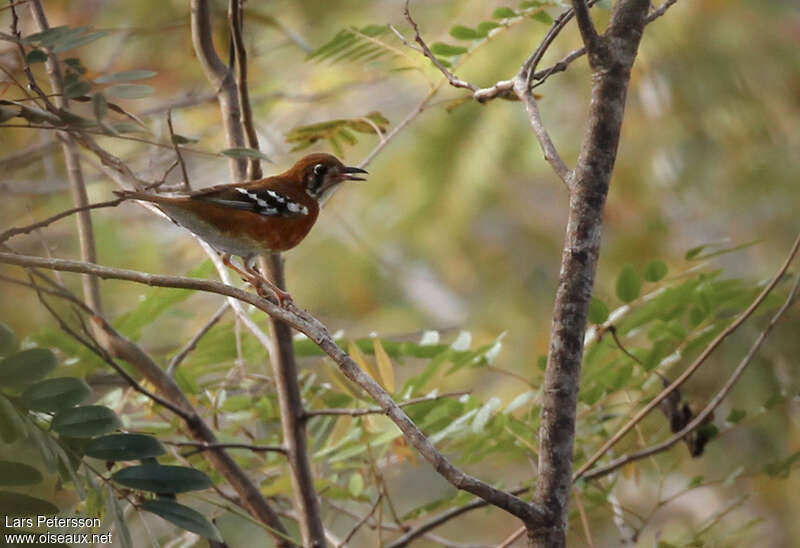 Orange-sided Thrush