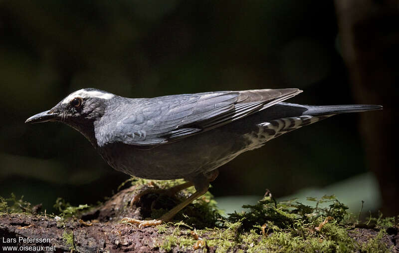 Siberian Thrush male adult, close-up portrait