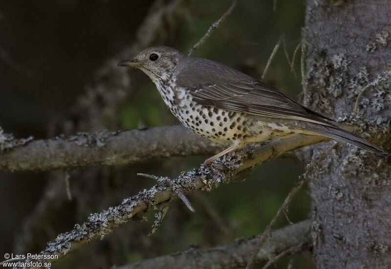 Mistle Thrush