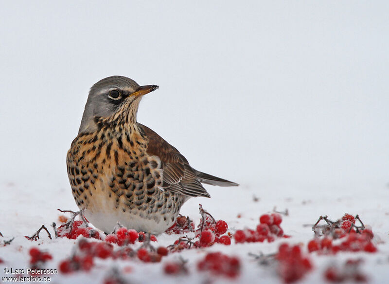 Fieldfare