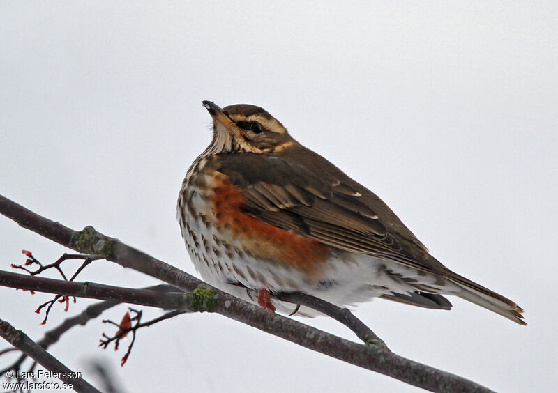 Redwing