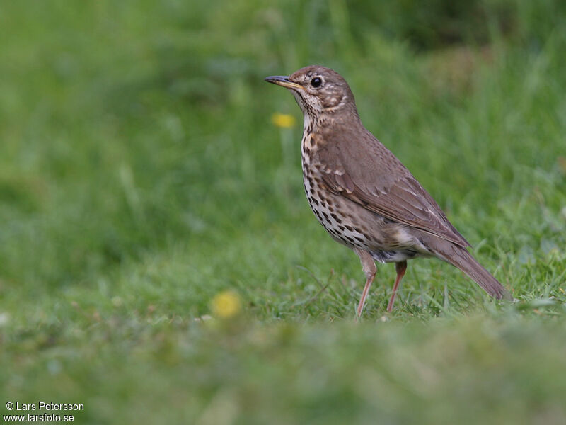 Song Thrush