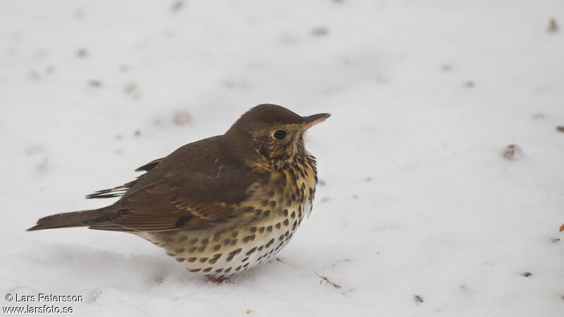 Song Thrush