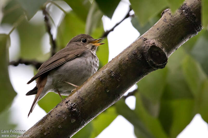 Hermit Thrush male adult, song