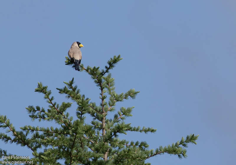 Japanese Grosbeakadult, habitat, pigmentation