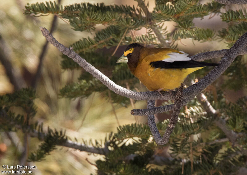 Evening Grosbeak