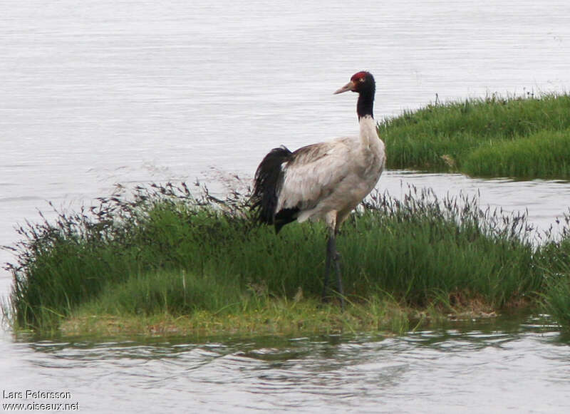 Grue à cou noiradulte, identification