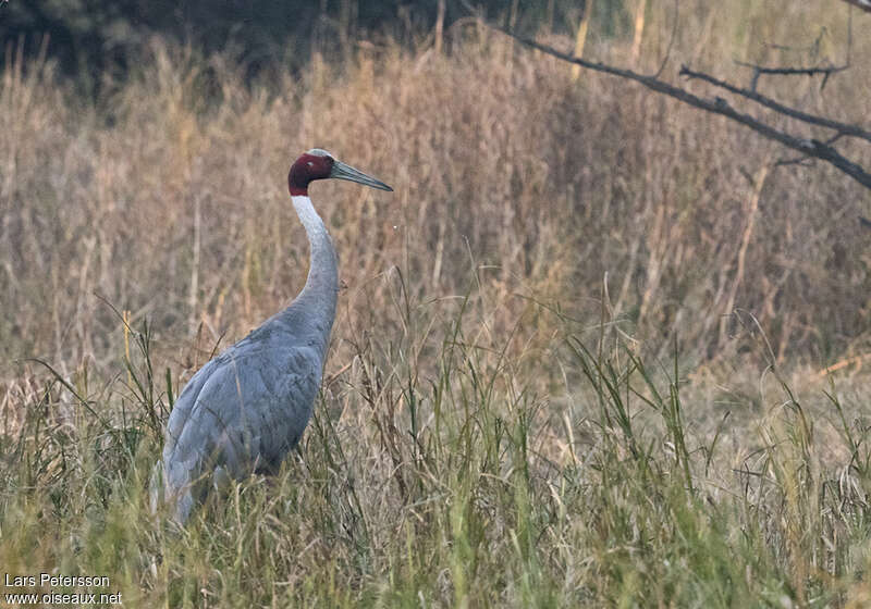 Sarus Craneadult, habitat