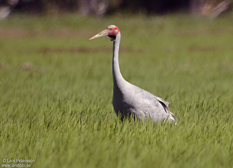 Grue brolga