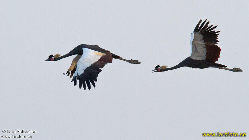 Black Crowned Crane