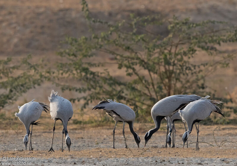 Demoiselle Crane