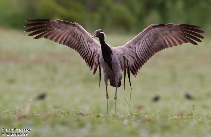 Demoiselle Crane