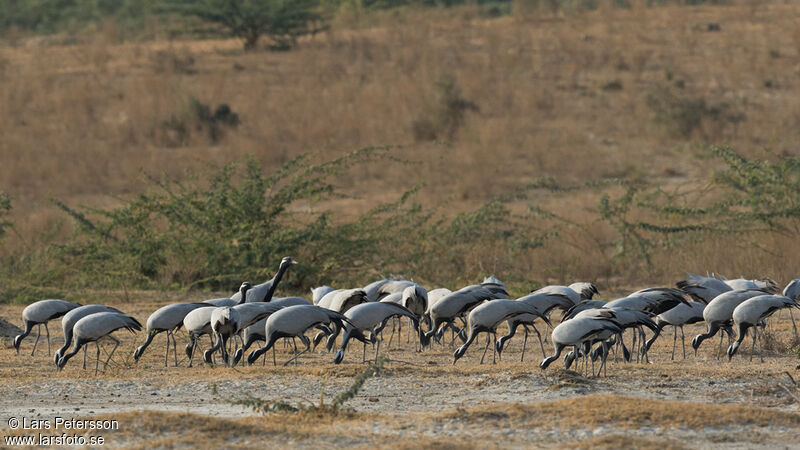 Demoiselle Crane