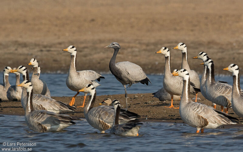 Demoiselle Crane