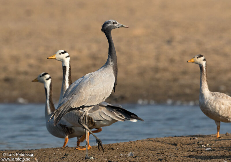 Demoiselle Crane