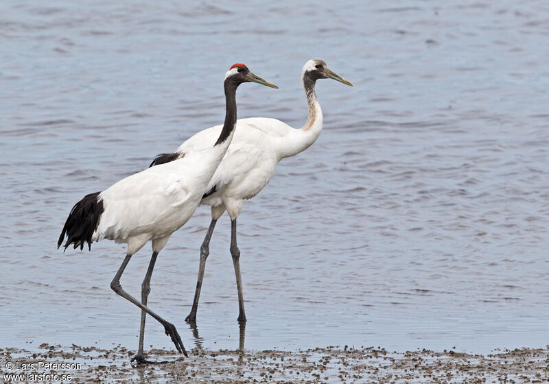 Red-crowned Crane