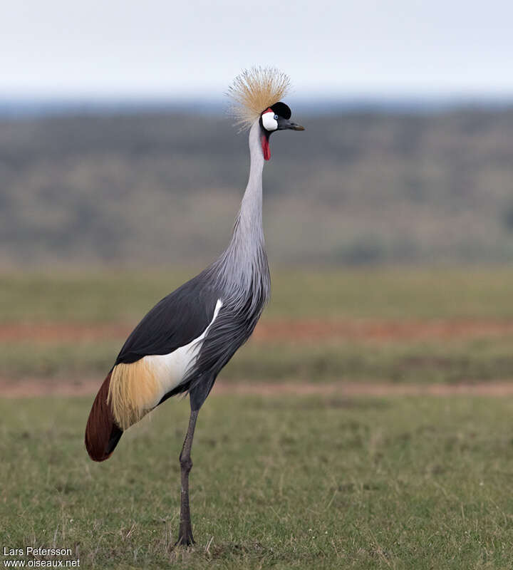 Grey Crowned Craneadult, identification