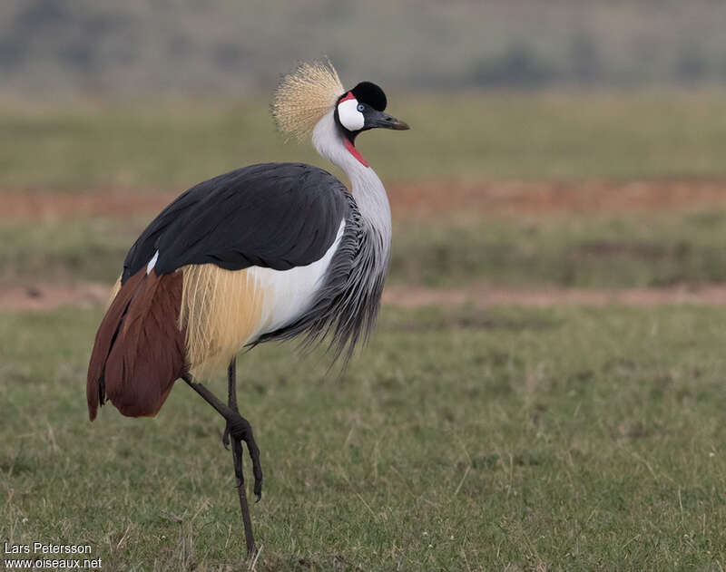 Grey Crowned Craneadult, identification