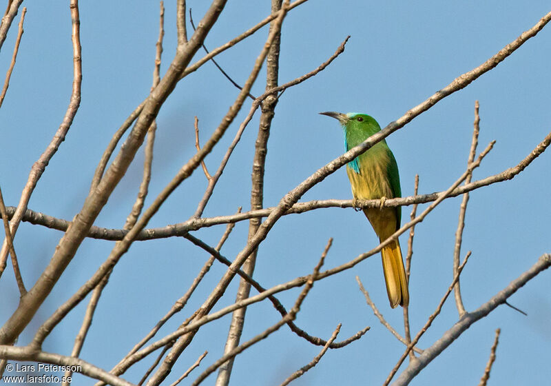 Blue-bearded Bee-eater