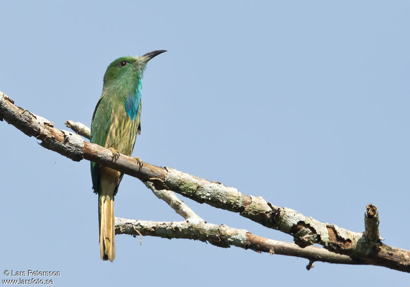 Blue-bearded Bee-eater