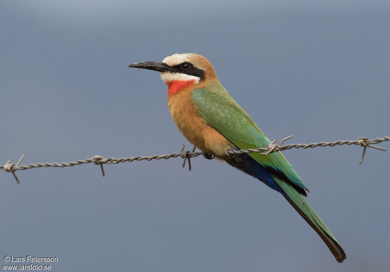 White-fronted Bee-eater