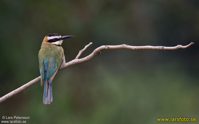 White-throated Bee-eater