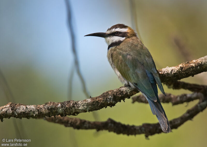 White-throated Bee-eater