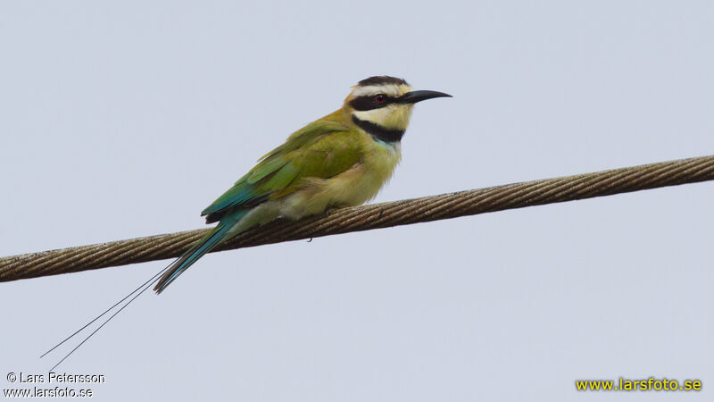 White-throated Bee-eater