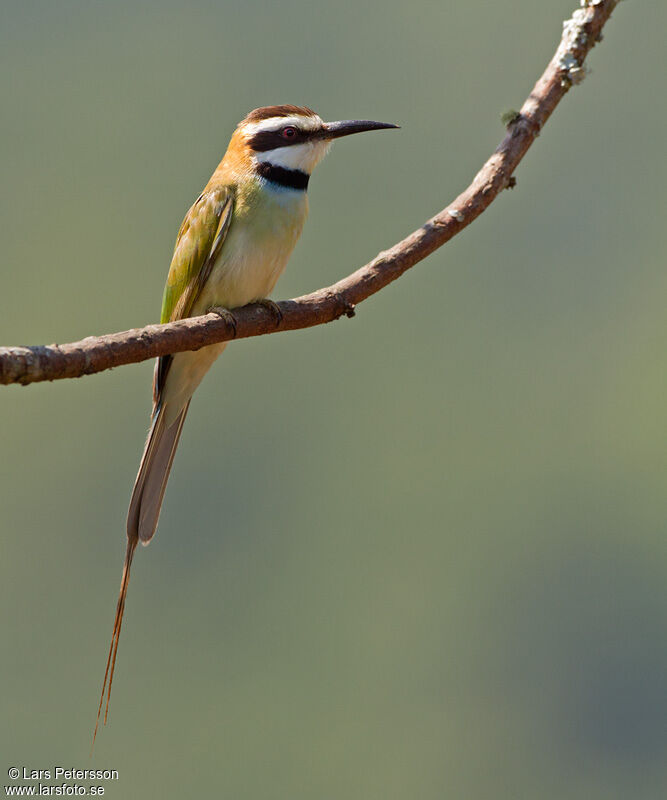 White-throated Bee-eater