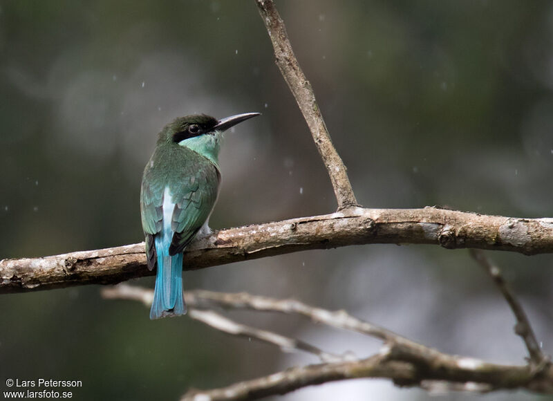 Blue-throated Bee-eater