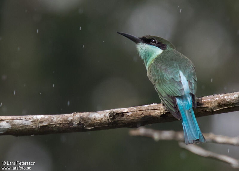 Blue-throated Bee-eater