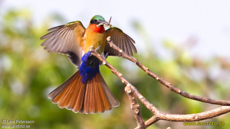 Red-throated Bee-eater