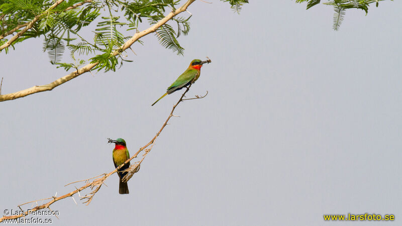 Red-throated Bee-eater