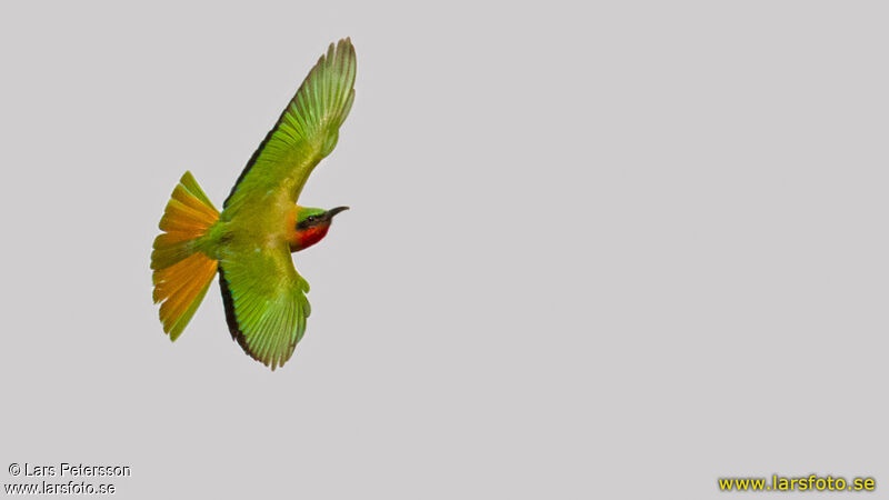 Red-throated Bee-eater