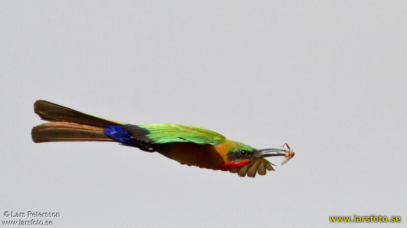 Red-throated Bee-eater