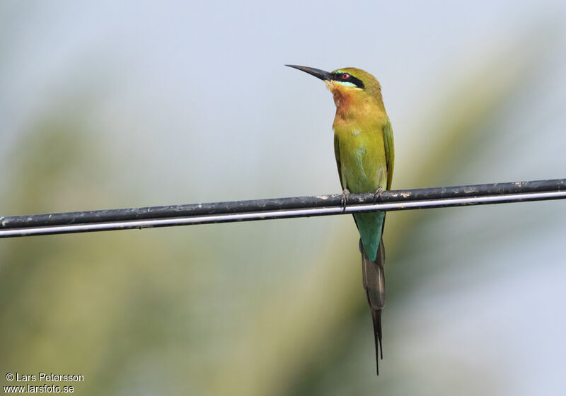 Blue-tailed Bee-eater