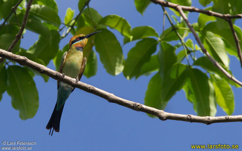 Rainbow Bee-eater