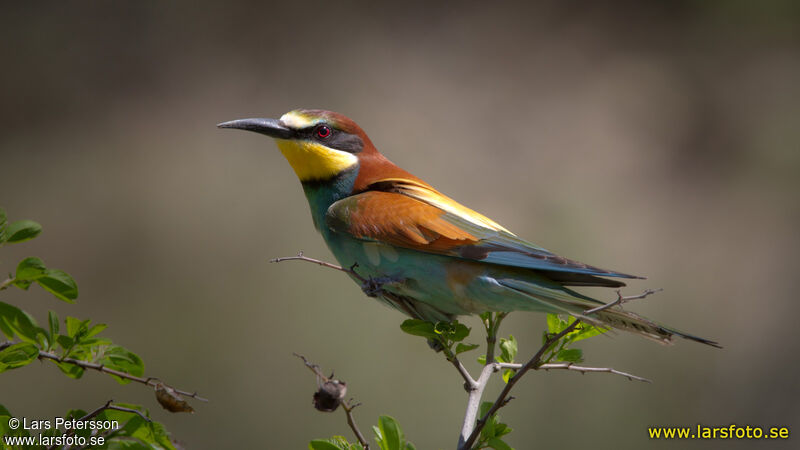 European Bee-eater