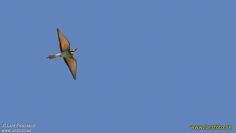 European Bee-eater