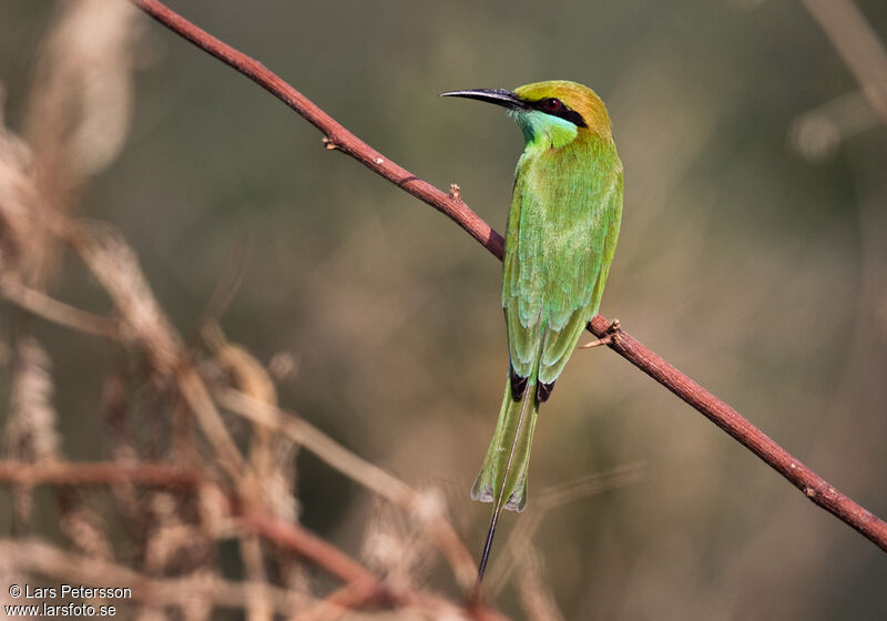 Asian Green Bee-eater