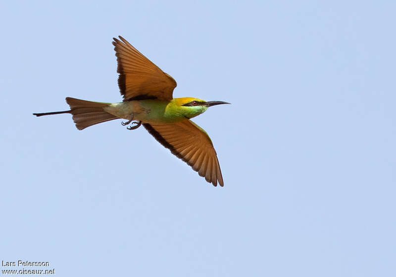 Asian Green Bee-eateradult, Flight