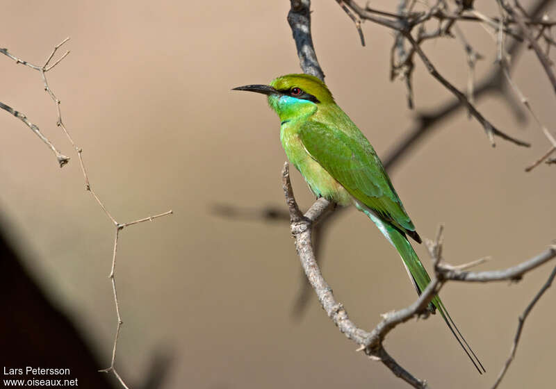 Asian Green Bee-eater