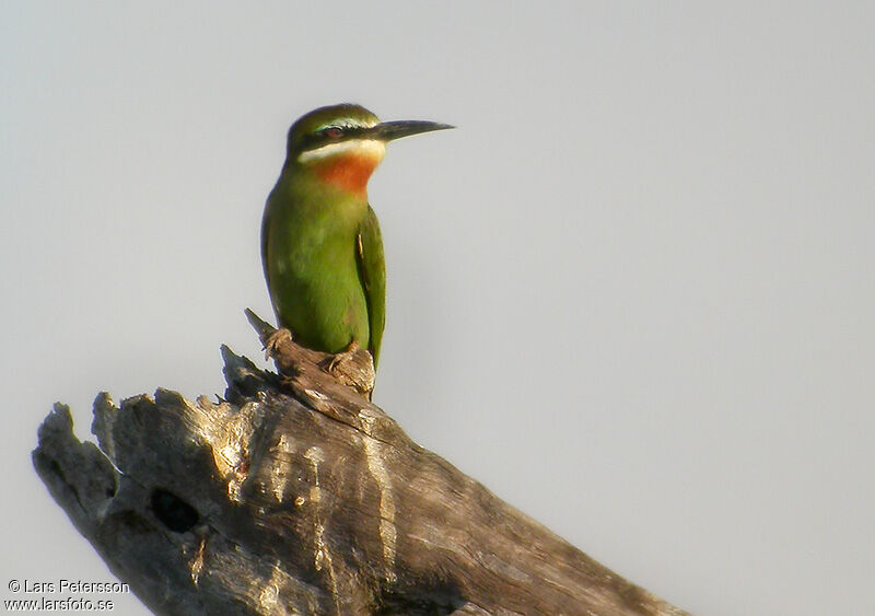 Olive Bee-eater