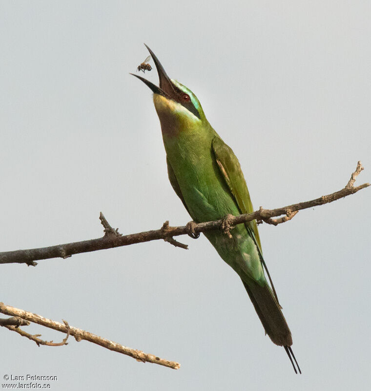 Blue-cheeked Bee-eater